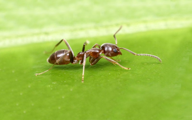 The Argentine Ants Connection