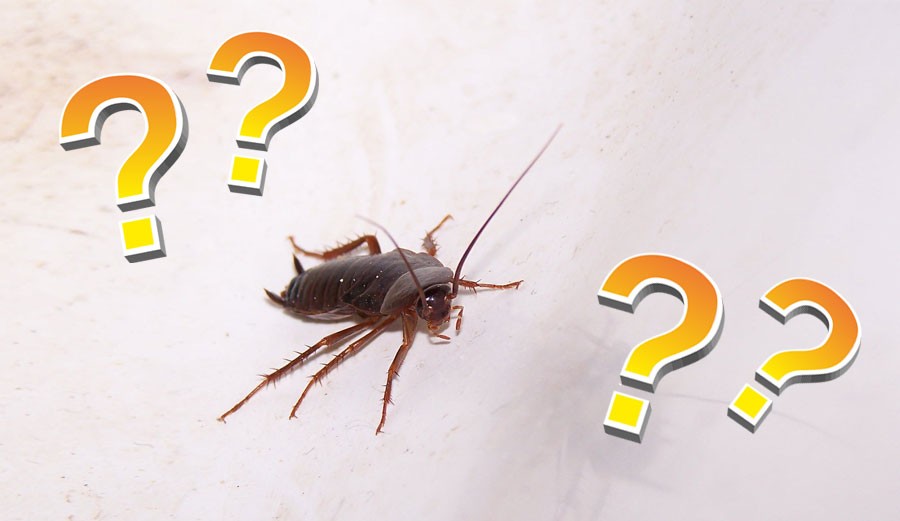 Interesting Cockroach Factoids everyone should know