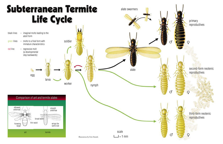 Termite life cycle