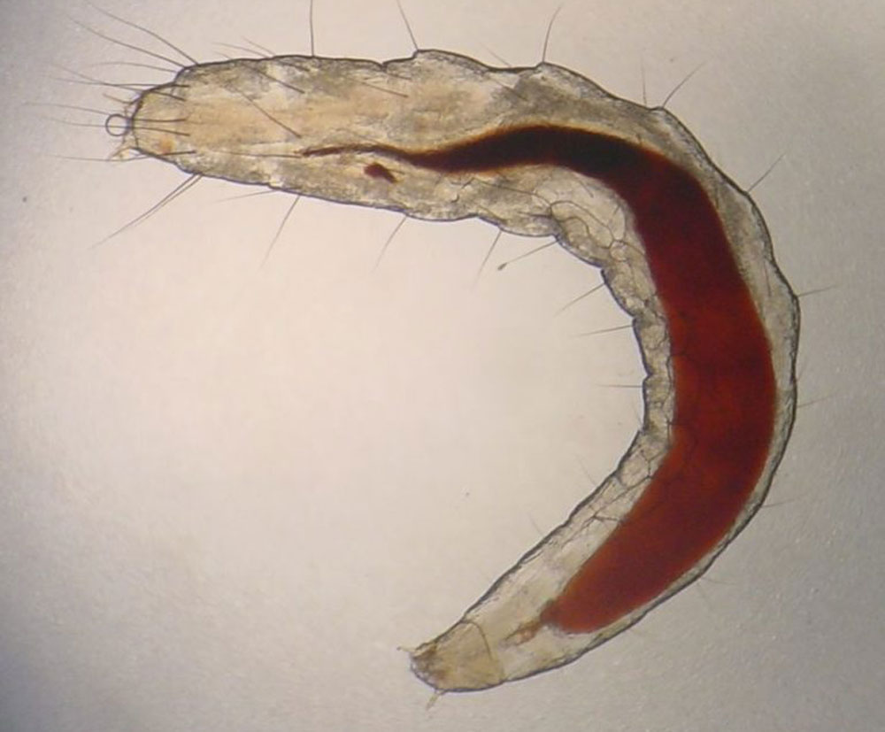 4 Flea Larva
